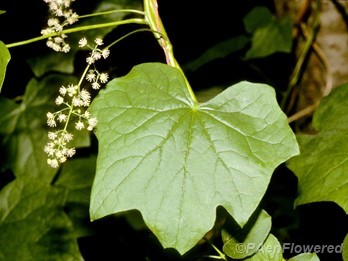 Flowers & leaf